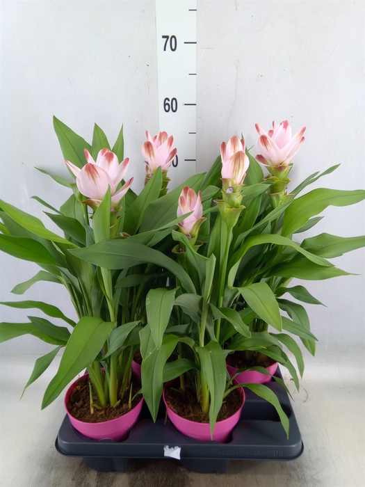 <h4>Curcuma alism. 'Siam Salsa'</h4>