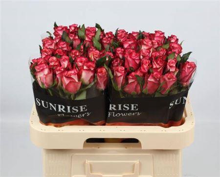 <h4>R Gr Spark Condor</h4>