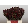 Leucadendron Saf Sunset Dark R.