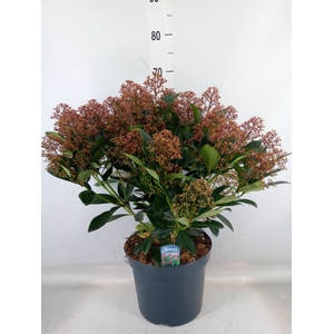 Skimmia jap. 'Rubella'