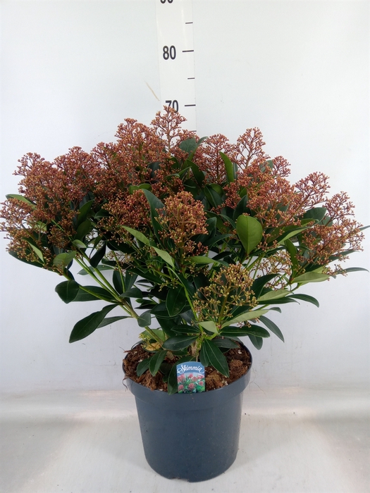 <h4>Skimmia jap. 'Rubella'</h4>
