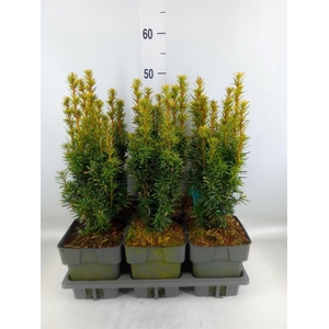 Taxus baccata 'David'