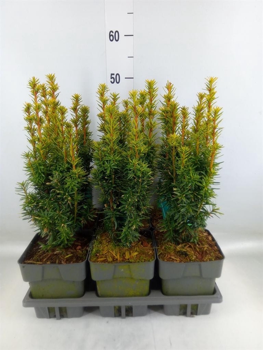 <h4>Taxus baccata 'David'</h4>