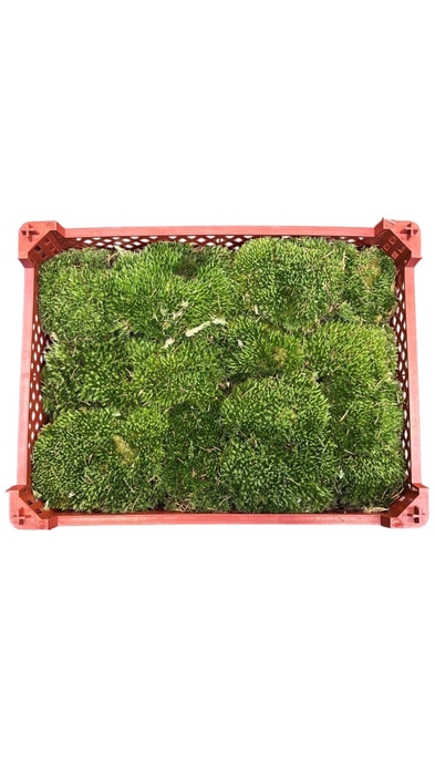 <h4>BOLMOS RODE KIST</h4>