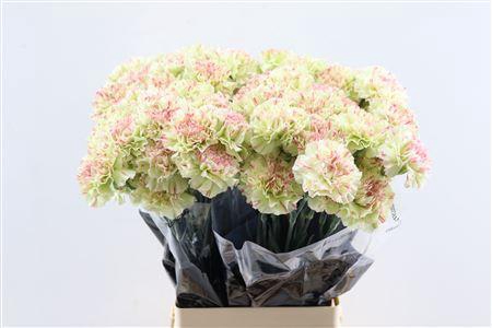 <h4>Dianthus st Mochi</h4>