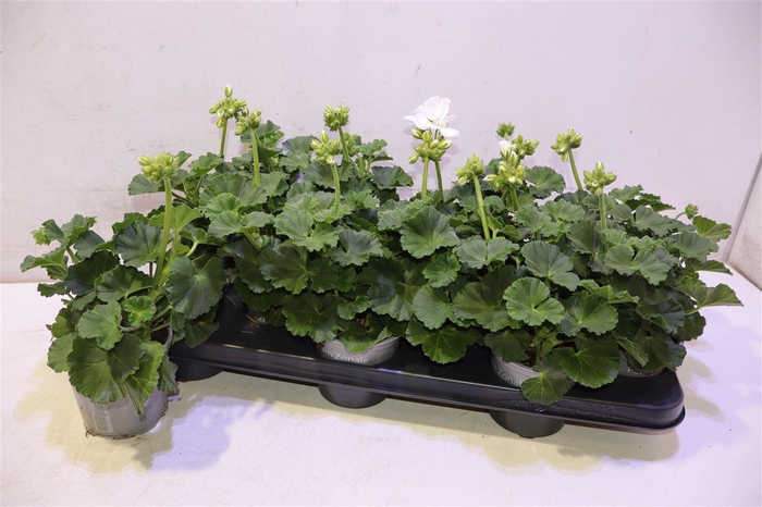 <h4>Pel Zon Sa White</h4>