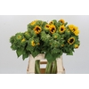 Helianthus Orange Fire