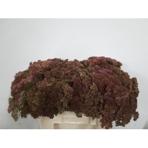 SEDUM SPECTABILE