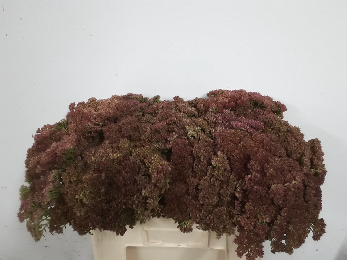 <h4>SEDUM SPECTABILE</h4>