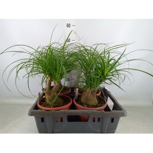 Beaucarnea recurvata