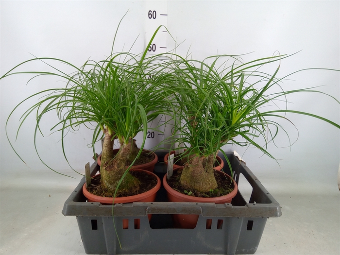 <h4>Beaucarnea recurvata</h4>