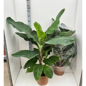 MUSA DWARF CAVENDISH