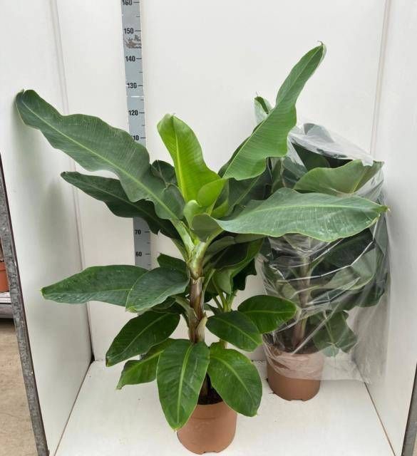 <h4>MUSA DWARF CAVENDISH</h4>