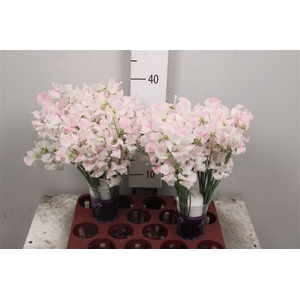 Lathyr White Wedding