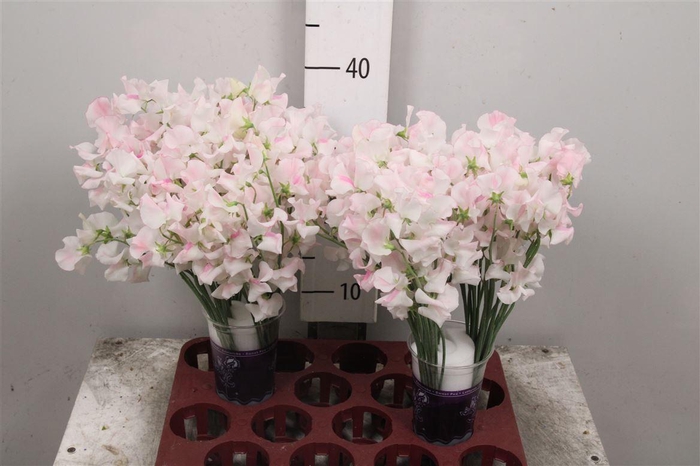 <h4>Lathyr White Wedding</h4>