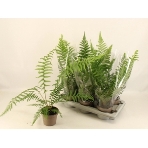 DICKSONIA ANTARCTICA