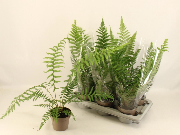 <h4>DICKSONIA ANTARCTICA</h4>