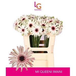 GE GR QUEENI IMANI