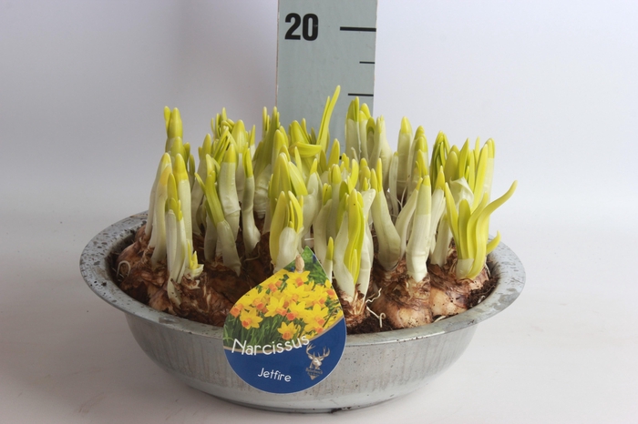 <h4>NARC C JETFIRE</h4>