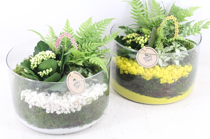 <h4>arr2 PL - Glas cilinder laag - geel/wit</h4>