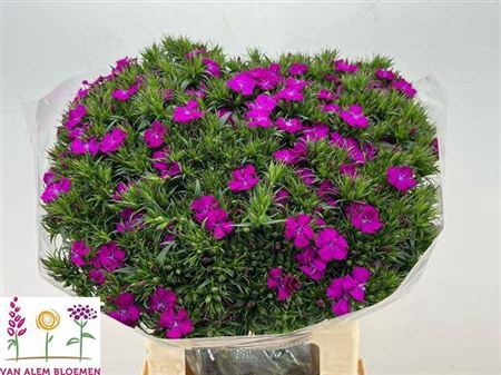 <h4>Di Barb Am Neon Purple N L</h4>