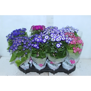 CINERARIA P14