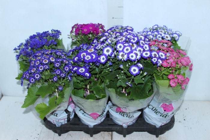 <h4>CINERARIA P14</h4>
