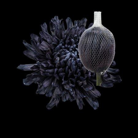 <h4>Chr G Antonov Black</h4>