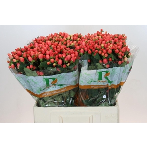 Hypericum Magical Royal Princess