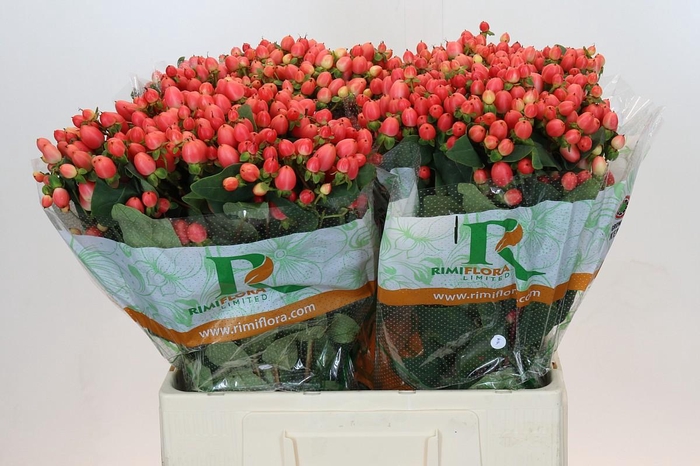 <h4>Hypericum Magical Royal Princess</h4>