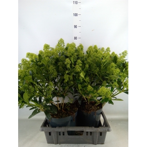 Skimmia jap. 'Yuki'