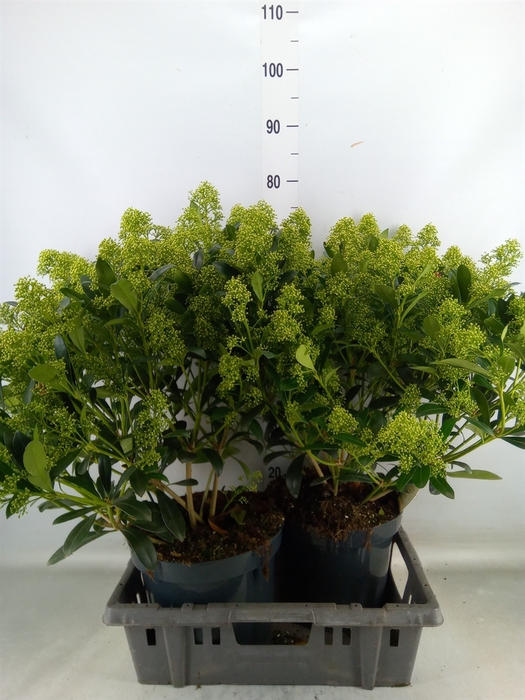 <h4>Skimmia jap. 'Yuki'</h4>