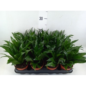 Dracaena frag. 'Compacta'