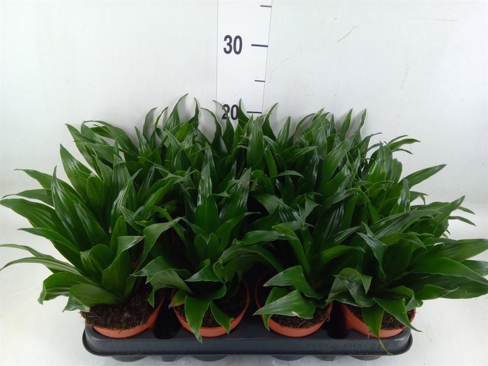 <h4>Dracaena frag. 'Compacta'</h4>