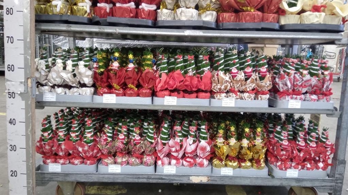 <h4>Chamaecyparis laws. 'Ellwoodii'</h4>