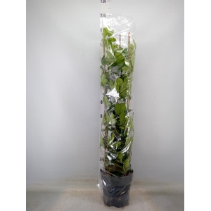 Schefflera arbor. 'Gold Capella'