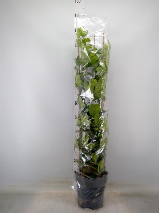 <h4>Schefflera arbor. 'Gold Capella'</h4>