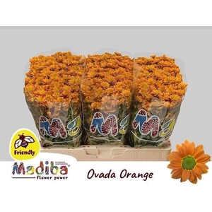 Chr S Madiba Ovada Orange