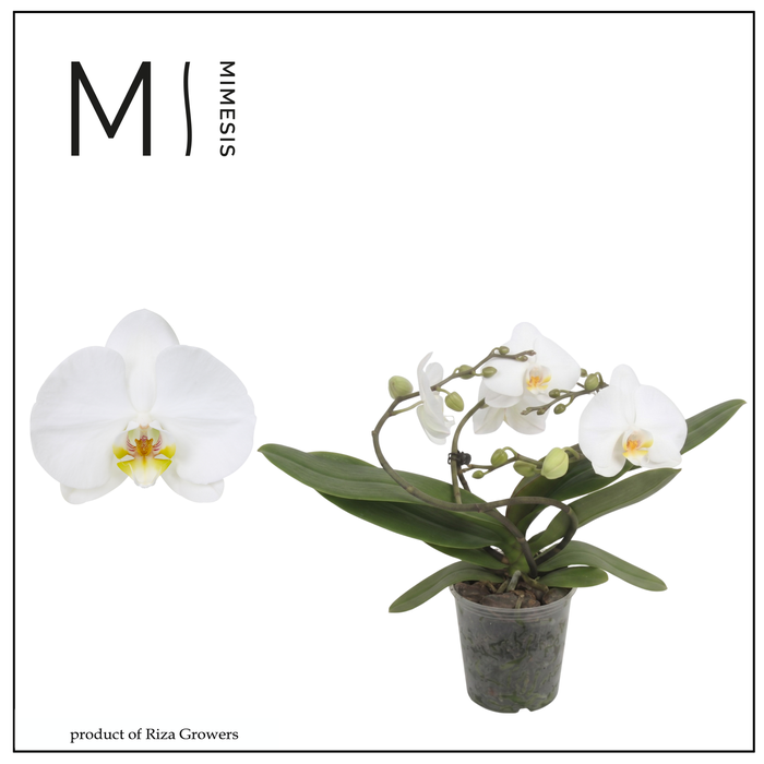 <h4>Phalaenopsis Muse White 25+ - 12cm | Mimesis</h4>