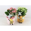 arr2 JS - Ker. bijen pot mix - mix