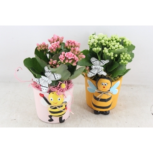 arr2 JS - Ker. bijen mix - roze/wit