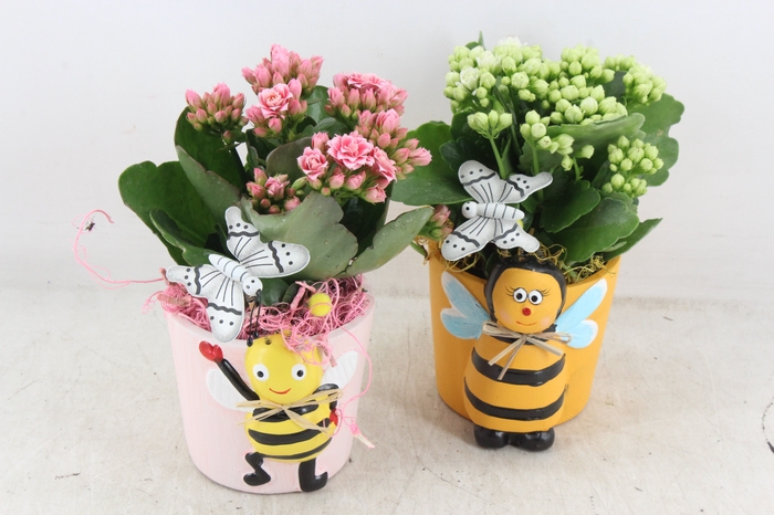 <h4>arr2 JS - Ker. bijen mix - roze/wit</h4>