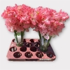 Lathyrus L A Romance