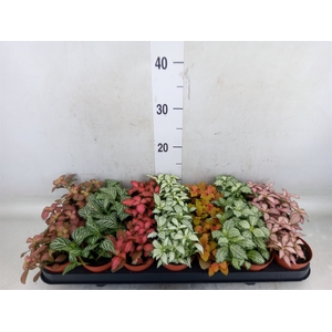 Fittonia   ...mix 7