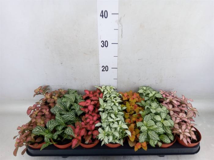 <h4>Fittonia   ...mix 7</h4>