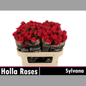 R TR SYLVANA