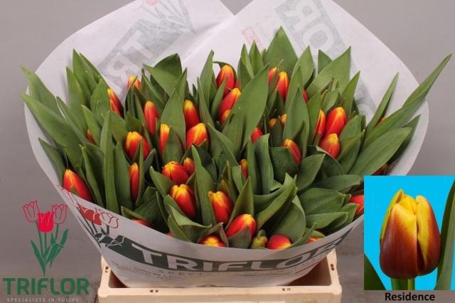 <h4>TU EN RESIDENCE</h4>