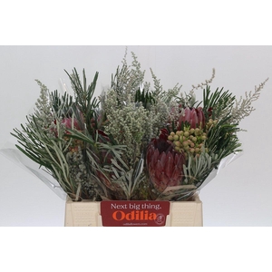 BQ Protea Sharon SFB