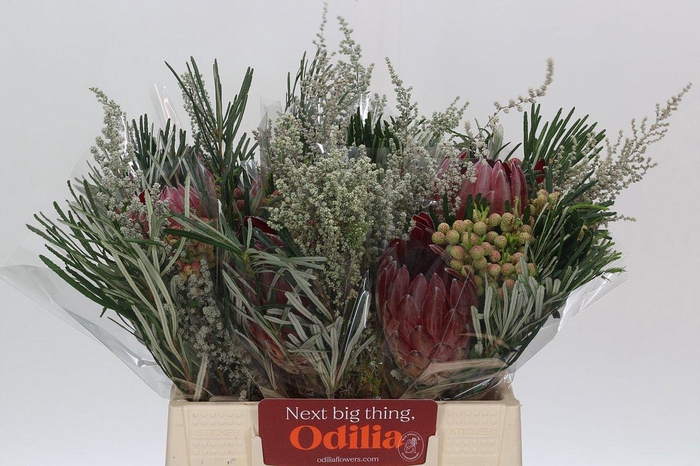 <h4>BQ Protea Sharon SFB</h4>