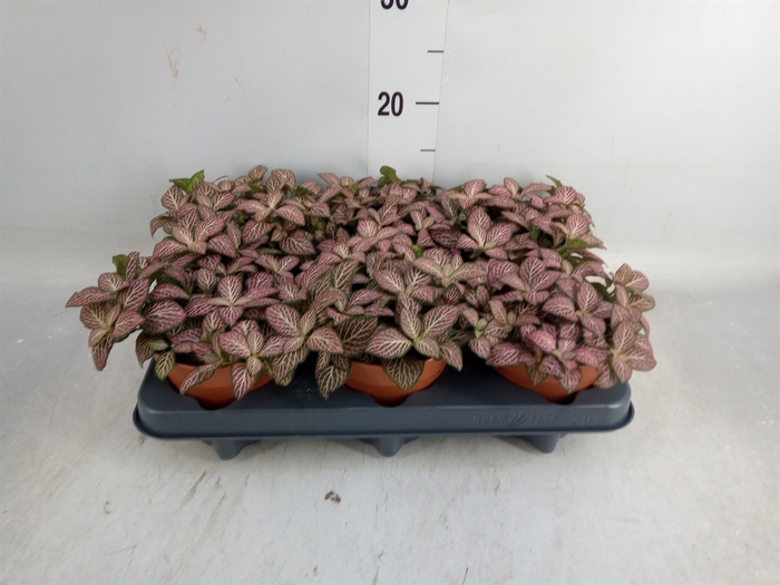 <h4>Fittonia verschaf. 'Pink Star'</h4>